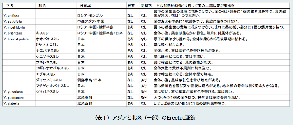 北海道オオバキスミレ探訪記31 北海道オオバキスミレ探訪記31